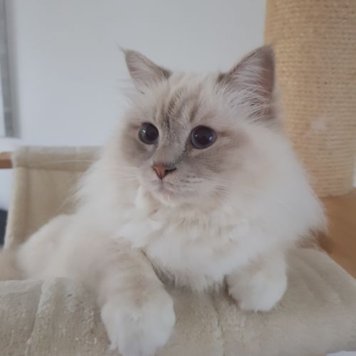 Chatons mâles, sacrés de birmanie à réserver #2