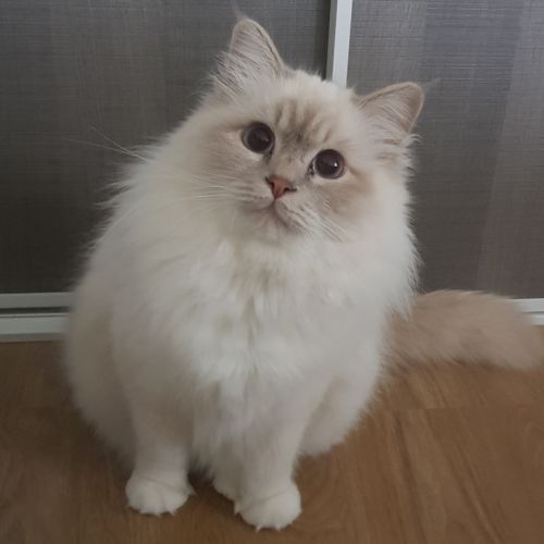 Chatons mâles, sacrés de birmanie à réserver #3