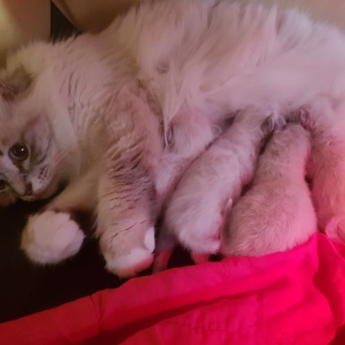 Chatons mâles, sacrés de birmanie à réserver #4