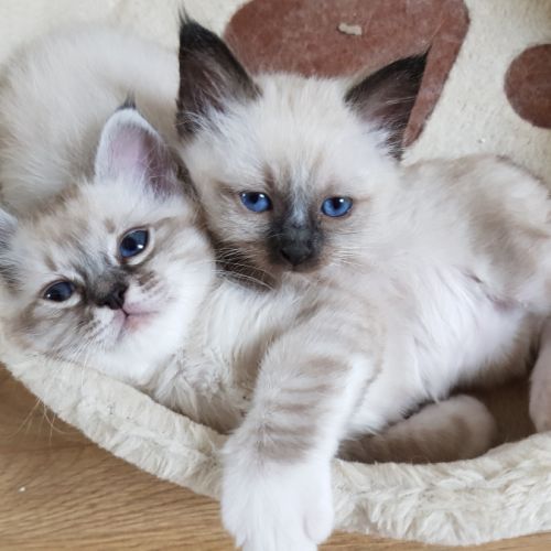 Chatons mâles, sacrés de birmanie à réserver #7
