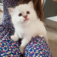 Chatons mâles, sacrés de birmanie à réserver #1