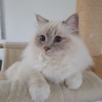 Chatons mâles, sacrés de birmanie à réserver #2