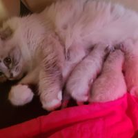 Chatons mâles, sacrés de birmanie à réserver #4