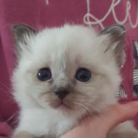 Chatons mâles, sacrés de birmanie à réserver #5