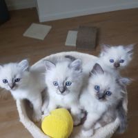 Chatons mâles, sacrés de birmanie à réserver #6