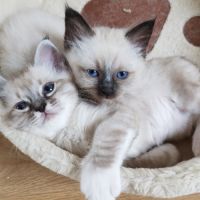 Chatons mâles, sacrés de birmanie à réserver #7