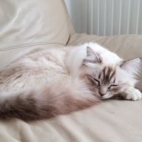 Chatons mâles, sacrés de birmanie à réserver