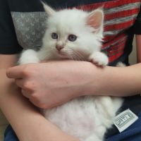 Chatons mâles, sacrés de birmanie à réserver #9