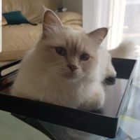 Chatons mâles, sacrés de birmanie à réserver #10