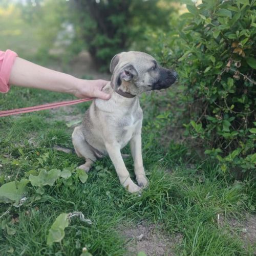 Jacky, bébé sauvé à l'adoption