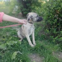 Jacky, bébé sauvé à l'adoption