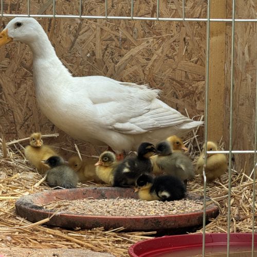 Canards coureur indien #1