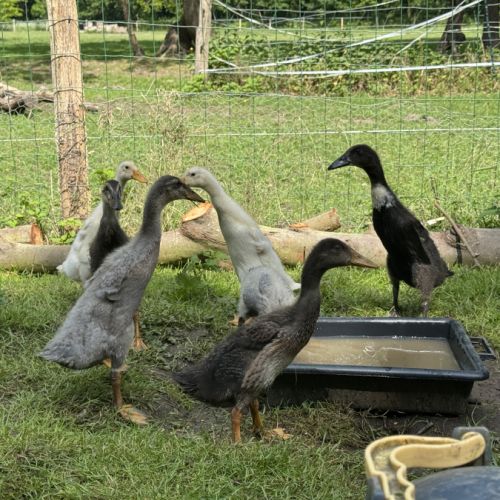Canards coureur indien