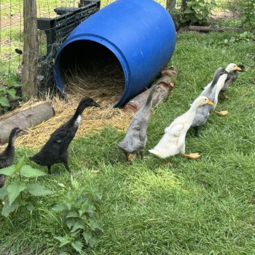 Canards coureur indien #4