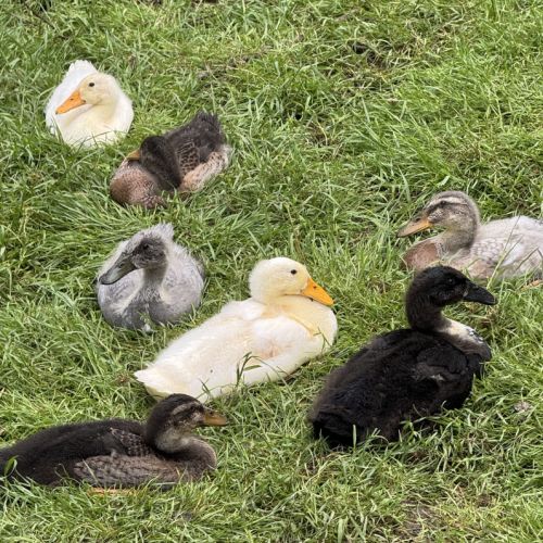 Canards coureur indien #5