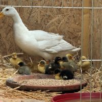 Canards coureur indien #1