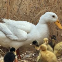 Canards coureur indien #2