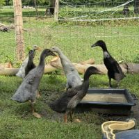 Canards coureur indien #0