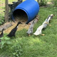 Canards coureur indien #4