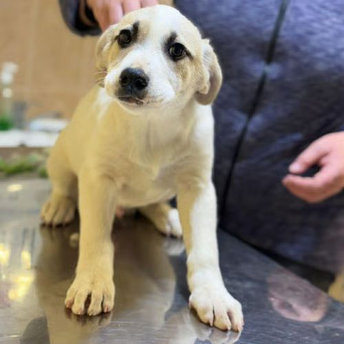 Franky bébé à l'adoption #2