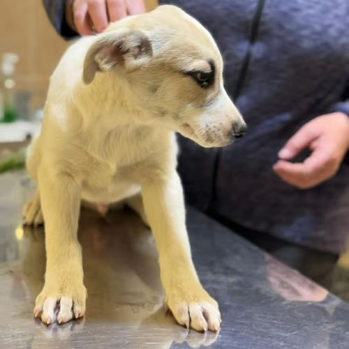 Franky bébé à l'adoption #4
