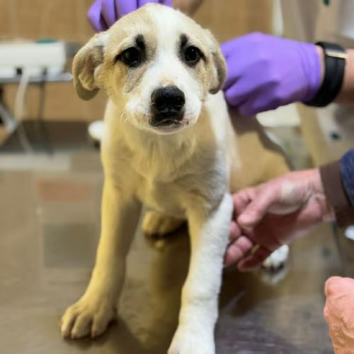 Franky bébé à l'adoption
