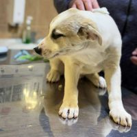 Franky bébé à l'adoption #3