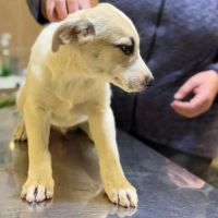 Franky bébé à l'adoption #4