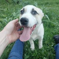 Franky bébé à l'adoption #8