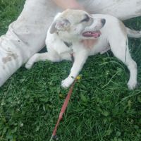 Franky bébé à l'adoption #9