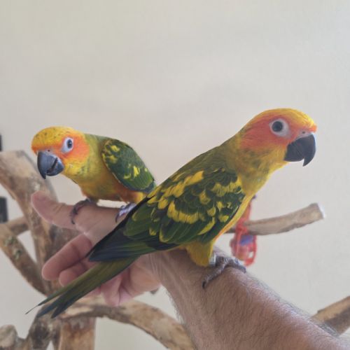 Conures soleils eam