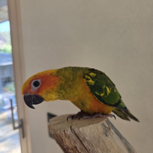 Conures soleils eam #5