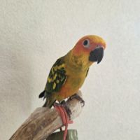 Conures soleils eam #1