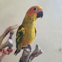 Conures soleils eam #2