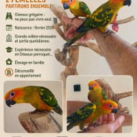 Conures soleils eam #3