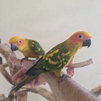 Conures soleils eam #0