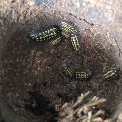 Cloporte armadillidium gestroi #0