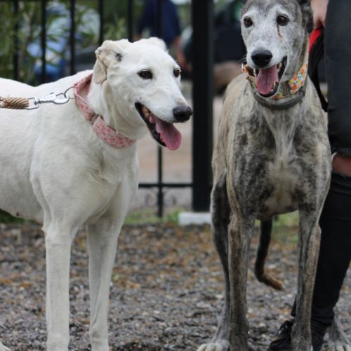 Brava & dalila, galgas seniors- adoption conjointe