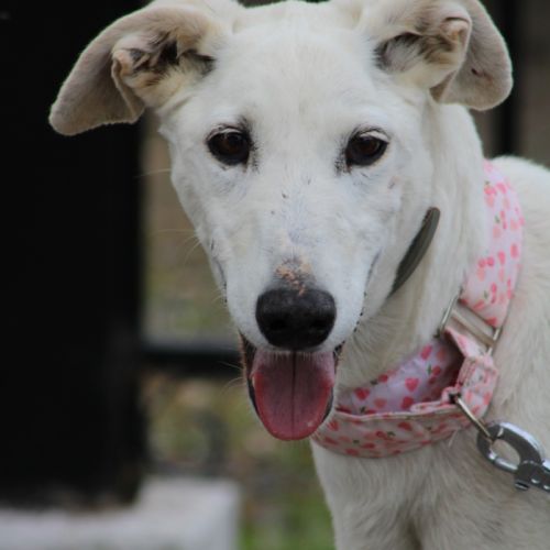 Brava & dalila, galgas seniors- adoption conjointe #3