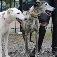 Brava & dalila, galgas seniors- adoption conjointe #1