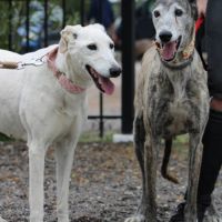 Brava & dalila, galgas seniors- adoption conjointe #0