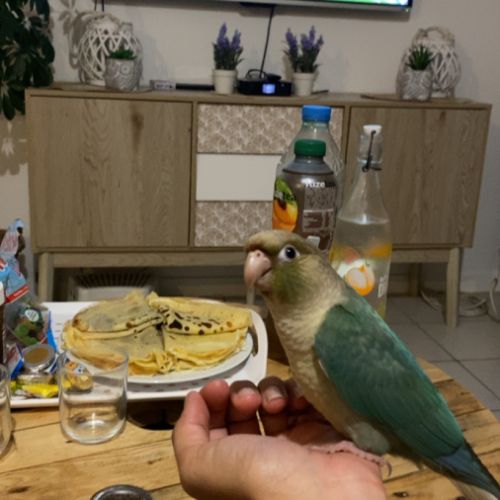 Couple conure