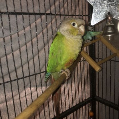 Couple conure #2