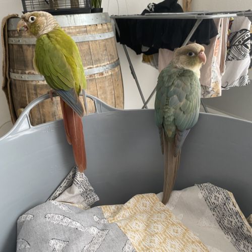 Couple conure #3