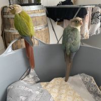 Couple conure #3