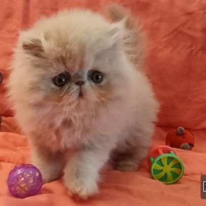 Chaton persan #1
