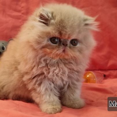 Chaton persan #2