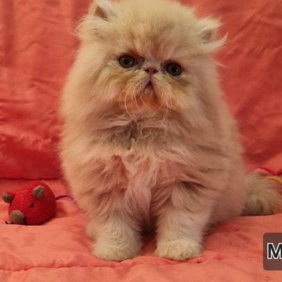 Chaton persan