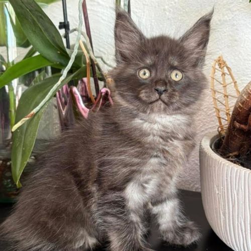 Chaton maine coon loof femelle #3