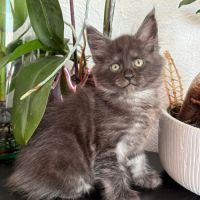 Chaton maine coon loof femelle #1